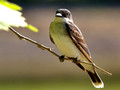 Eastern Kingbird - on branch tip