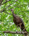 Underside - female Wild Turkey