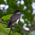 Eastern Kingbird in Cottonwood