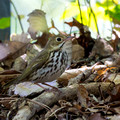 Ovenbird on a fallen branch