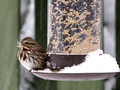 Song Sparrow at feeder