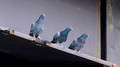 Rock Doves (Feral Pigeons) - on Toll road bridge