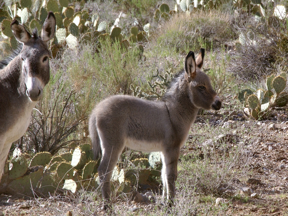 Burro colt with mom - Hualapai reservation AZ