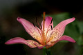 Pink Day Lilly - no crop