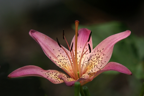 Pink Day Lilly - no crop