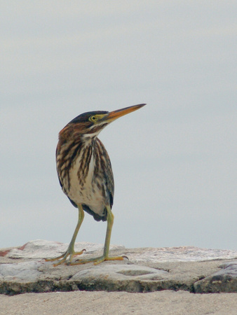 Green Heron on seawall