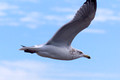 Gull - clipped wing