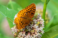 Great Spangled Fritillary butterfly
