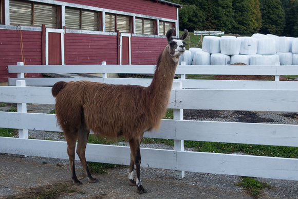 Llama 1 - Warfield House Inn