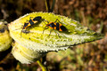 Adult Milkweed Bugs - Monarch Trail - Canaan