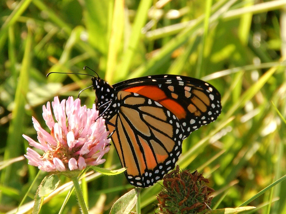 Monarch on Clover bloom