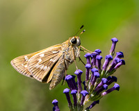 Sachem butterfly