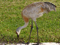 Sandhill Crane searching for ants