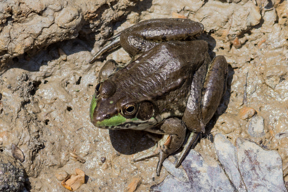Green Frog with brave critter