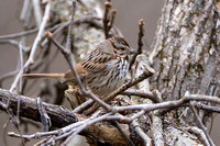 Song Sparrow