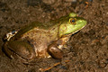 Muddy Bull Frog - Links Pond