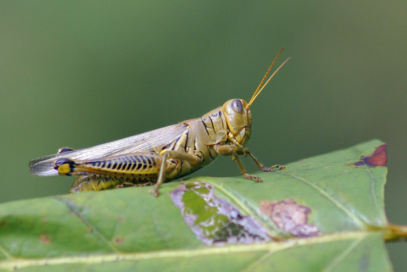 Grasshopper on foliage - Melanoplus differentialis
