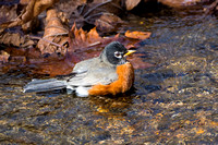 American Robin