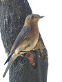 Female Eastern Bluebird on feeder