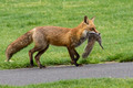 Female Red Fox with Squirrel