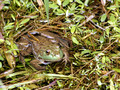 Bull Frog in a wet weed bed