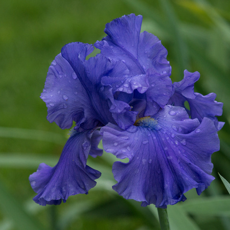 Purple Iris with dew