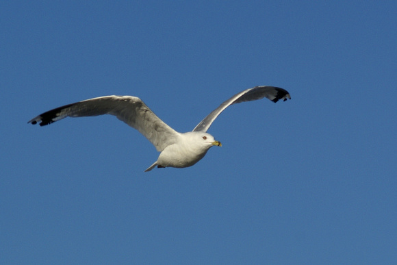 Gull approaching