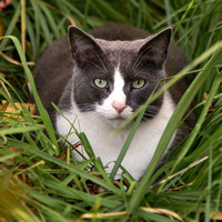 Cat in Green Grass