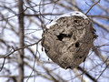 Hornets Nest - Bull Run Mountains Conservancy