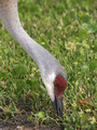 Sandhill Crane - foraging