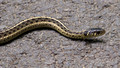 Garter Snake on pathway