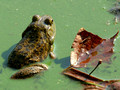 Links Pond Bull Frog & leaf