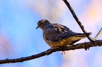 Mourning Dove