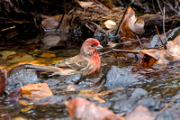 House Finch