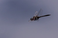 Unidentified Dragonflies