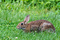 Cottontail at edge of fairway