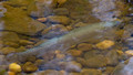 Trout in Snakeden  creek