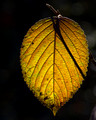Backlit leaf - below Terraset school