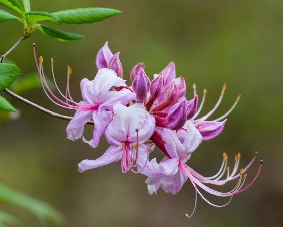 April Wild Azalea