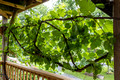 Grapes on the arbor - Shenandoah Vineyards