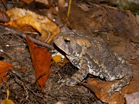 Toad - on Wake Robin trail