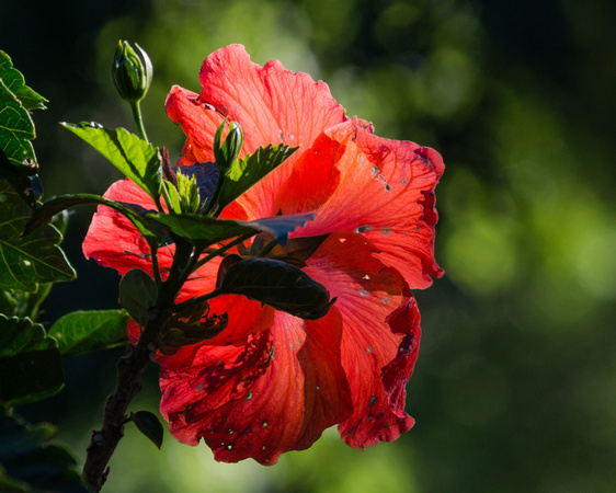 Hibiscus bloom in setting sunlight