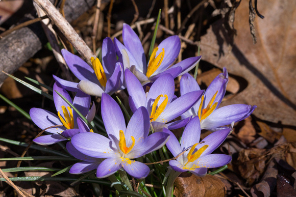 Crocuses - Links Pond