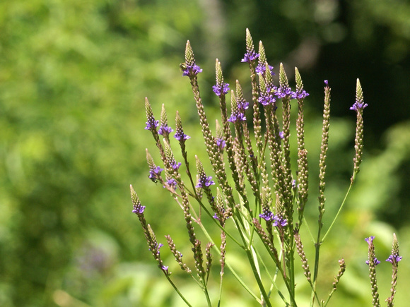 Unknown wildflower