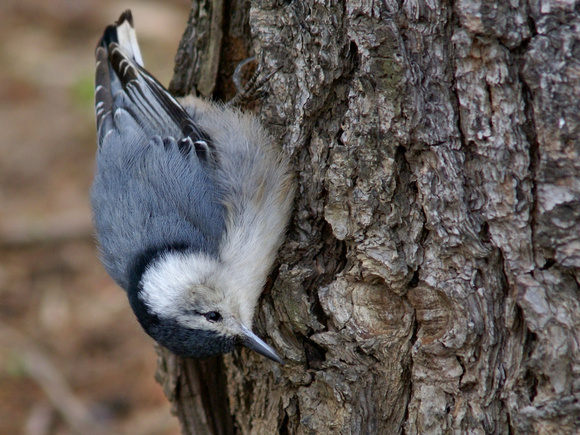 White-Breasted Nuthatch upside down