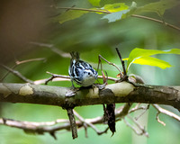 Black & White Warbler