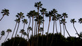 Palms - Crowne Plaza - San Diego