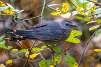 Gray Catbird