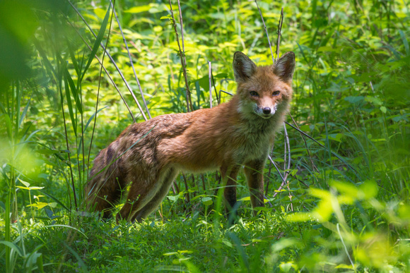 Red Fox - ground level