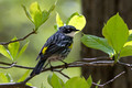 Yellow-rumped Warbler in the shade